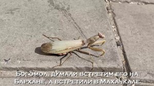 Удивительный Дагестан, осень 2024. Дагестан с маленьким ребенком! Горы это любовь!Мечта в копилочку)