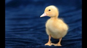 Саша Чёрный  Что ты тискаешь утёнка #стихидлядетей #стихиоживотных #поэтысеребряноговека