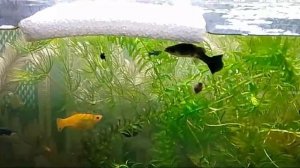 Маленькие моллинезии кушают со дна