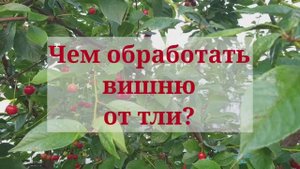 Чем обработать вишню от тли?