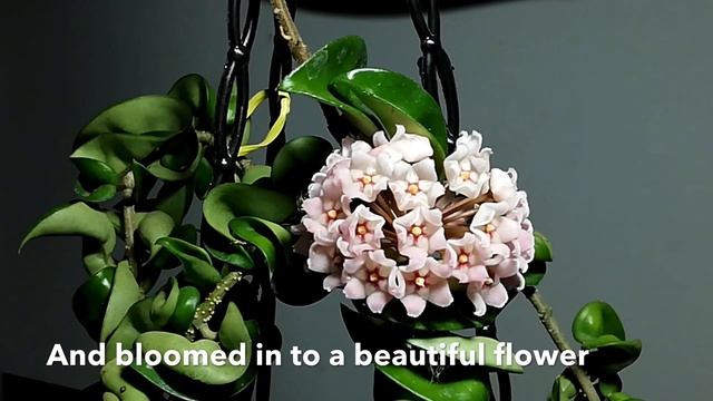 Hoya compacta Commonly Known As Hoya Hindurope смотреть онлайн