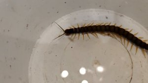 Спасение сколопендры