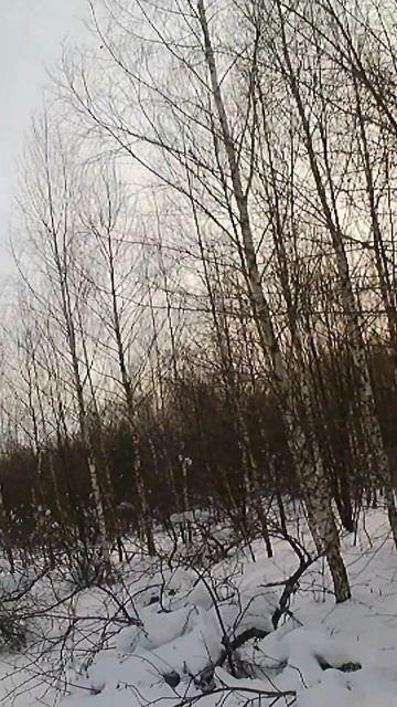 Ворона вписана в путевку без ограничения на добычу/Crowhunting/Shot at a crow