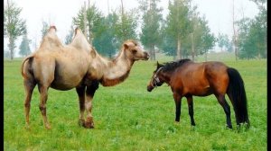 В  Маяковский  О разнице вкусов #стихиожизни #поэтысеребряноговека