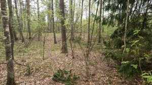 Прогулки по лесу | Иду менять SD карту на фотоловушке MINI301.  Опубликую видео, если будут.