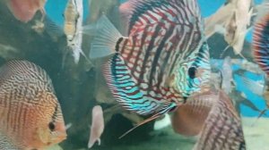 В гостях у Евгения Рябухина.