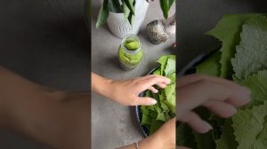 СУХАЯ ЗАГОТОВКА ВИНОГРАДНЫХ ЛИСТЬЕВ ДЛЯ ДОЛМЫ,МОЯ АРМЯНСКАЯ СВЕКРОВЬ МЕНЯ НАУЧИЛА