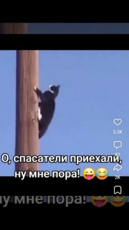 Кот троль 🤣 Кот на столбе дождался спасателей и спокойно слез сам