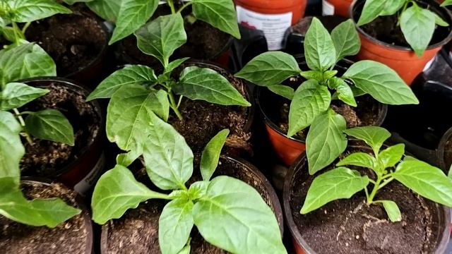 1 Капля и даже чахлая рассада попрёт в мощь! Для огромного урожая с любой рассады делайте так!