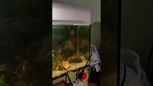 Как избавиться от мутной воды в аквариуме