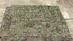 Клюква садовая. Размножение клюквы.