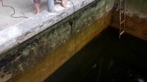 Любителям карпов кои