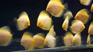 Сколько дискусов можно содержать в аквариуме?