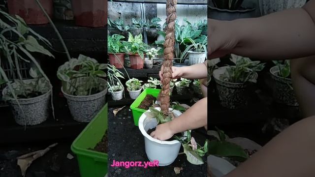 MAG REPOT PO TAYO. NEON PINK RUBUSTA SYNGONIUM. PAG ISAHIN NATIN SA ISANG POT. #houseplantslover