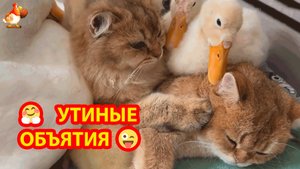 Две Кошки в объятиях утят и Утки ❣️🤗🥰