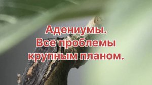 Крупно, почти макросъёмка проблем адениумов. Как справляюсь? Да почти никак. 22 января 2024 г.