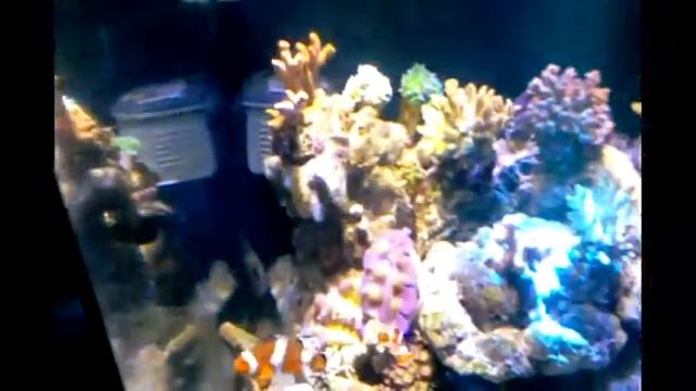 Cube Reef Tank 3 in 1 system