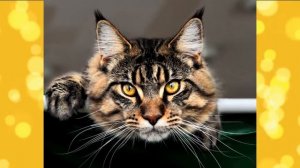 Cамые дорогие породы кошек 05