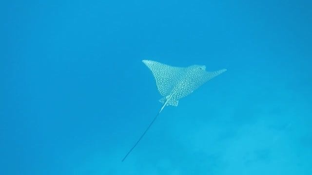 Скат Орляк. Красное море. Шарм-эш-Шейх. Шаркс-Бей. 2024