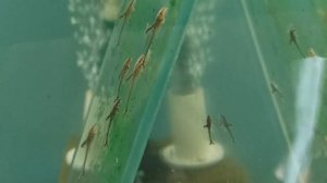 Стурисома Панамская. (Стартовый корм).