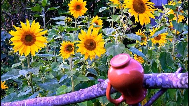 Леся Украинка  Разбитая чарка #украинскаялирика #стихиолюбви смотреть онлайн