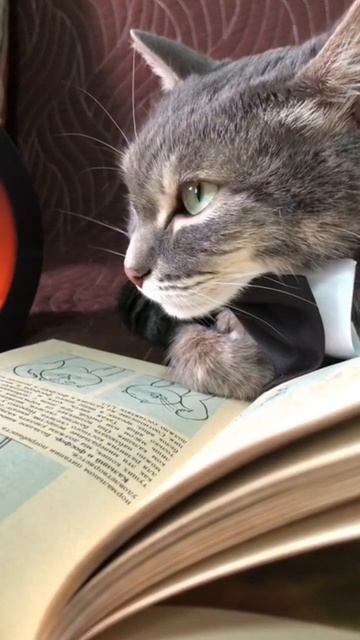 Самый тяжелый кот
