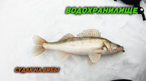 Ловля судака на вибы. Поменяли место и дело пошло.