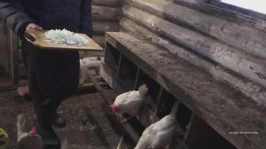 Лук для кур зимой