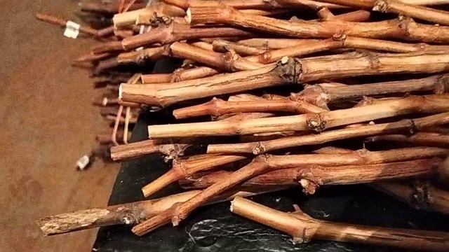 Укоренение черенков винограда. Часть 1.