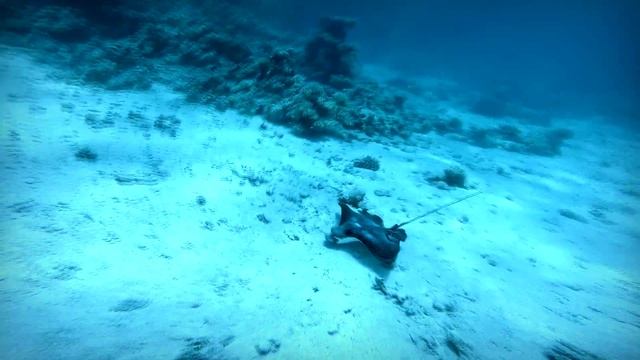 Eagle ray