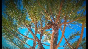 Франческо Петрарка. Когда, как солнца луч, внезапно озаряет #стихиолюбви#зарубежнаялитература