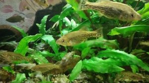 амека Глянцевая