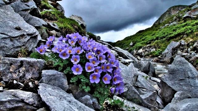 Игорь Северянин Двусмысленная слава #стихиопоэзии #эгофутуристы #поэтысеребряноговека смотреть онлайн