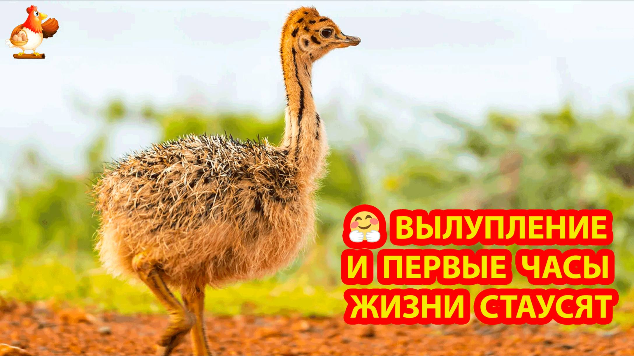 Вылупление африканских страусят и первые часы жизни смотреть онлайн
