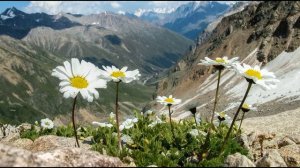 Р  Гамзатов  Хочу любовь провозгласить страною #аварскиепоэты#стихиолюбви #поэты20века