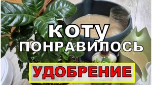 Кот остался жив и здоров. Хорошая подкормка, для растений . Видно и для котов тоже