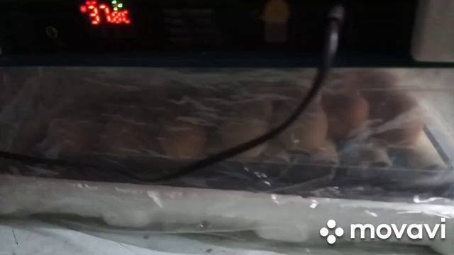 Первый опыт инкубирования птицы. смотреть онлайн