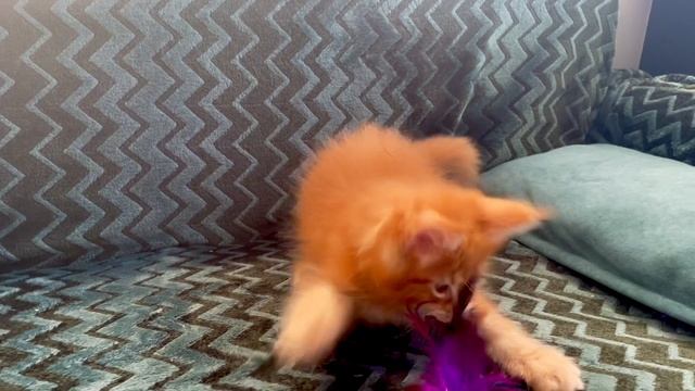 Oliver Paw Winner  🐾