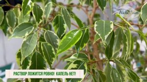 НОВИНКА! "АкваЛип" - новый уровень некорневых обработок.