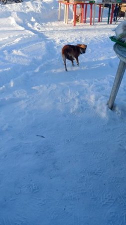 Лапки мёрзнут, и косточек охота 😄