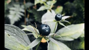 В Шекспир. Сонет 94  Кто, злом владея, зла не причинит #философскаялирика #зарубежнаялитература