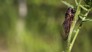 Rare Sight! New Forest Cicada (Cicadetta montana) 3Of4