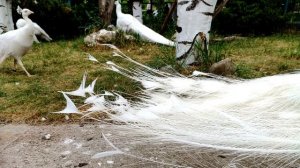 Н  В  Гоголь  Монолог Хлестакова из комедии "Ревизор" #писатели19века