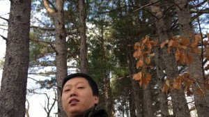 Приморский край, город Артем. Кедровая роща.