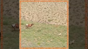 Коровы разняли драку собак