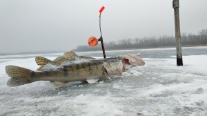 щука на жерлицы, рыбалка зимой