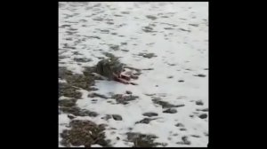 Карышкыр кой кайтарып жүргөн адамга кол салды