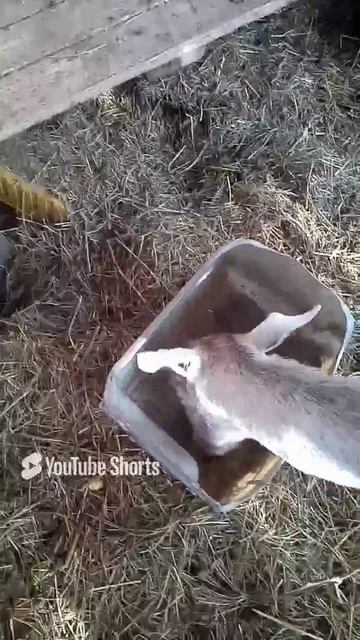 Обезроживание, одели резинки месяц назад. смотреть онлайн