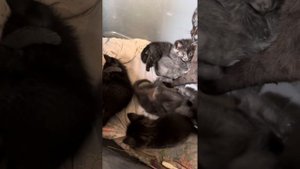 КОТЯТА В ДОБРЫЕ РУКИ!!! СПБ и ЛО!!