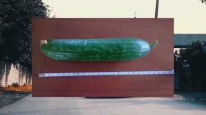 AYOL UCHUN ERKAK ASBOBI UZUNLIGI QANCHA BO‘LSA KAYF QILADI